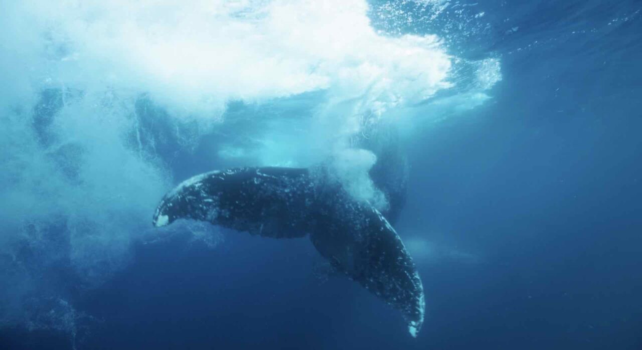 My First Dive with Whales