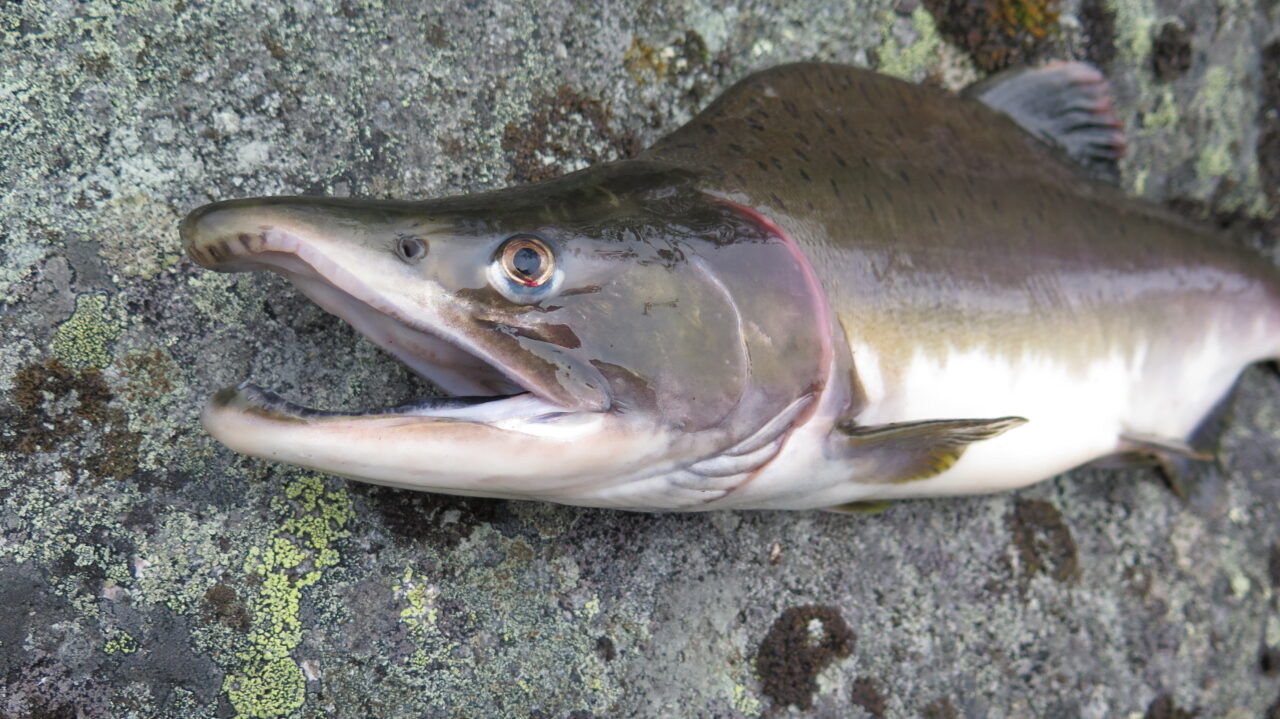 Rysk monsterlax sprider sig i Sverige