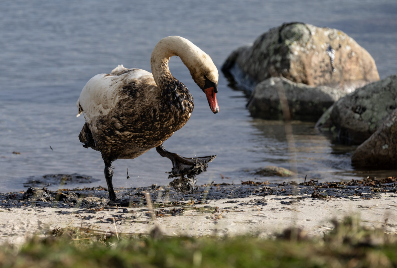 Oljan sprider gift i fiskar och musslor
