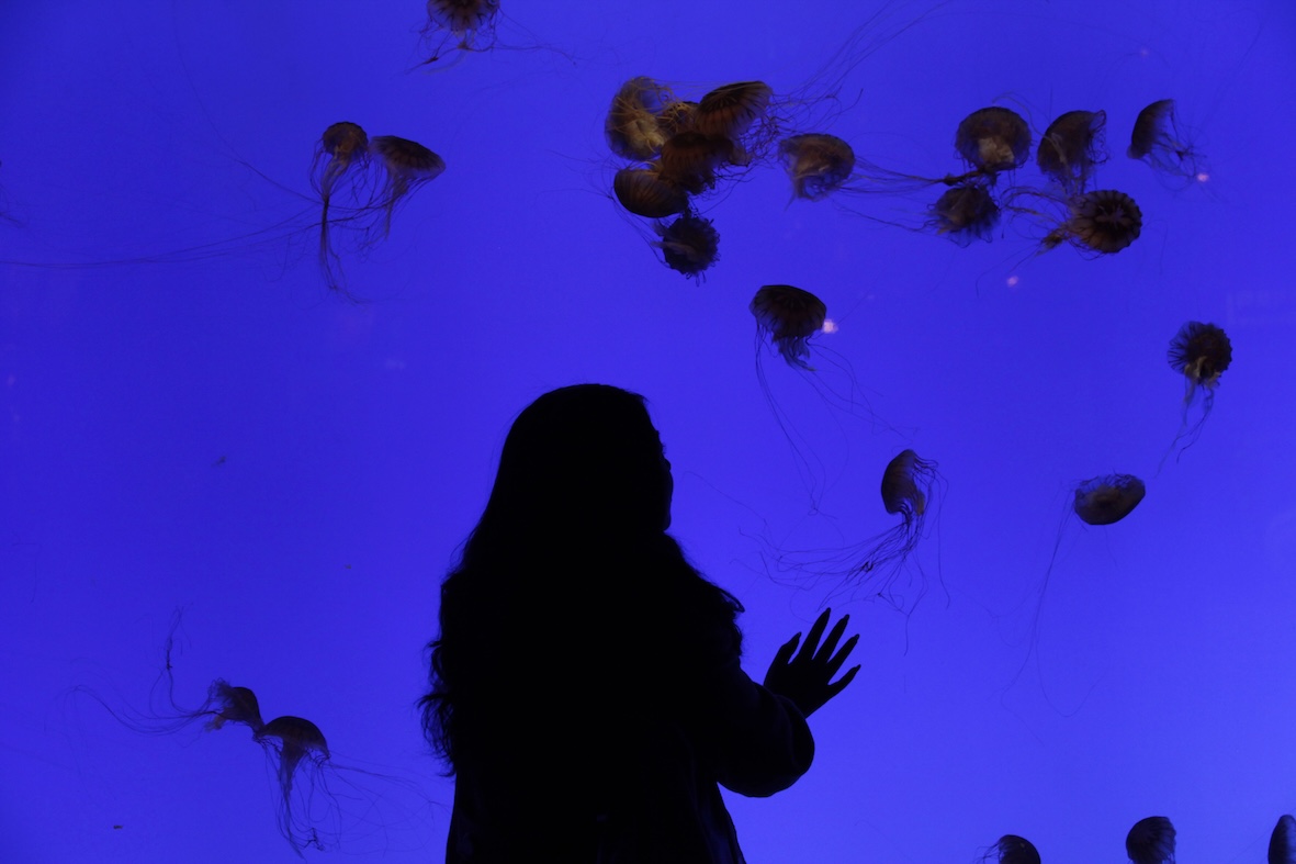 Virgin birth when lone female shark gave birth