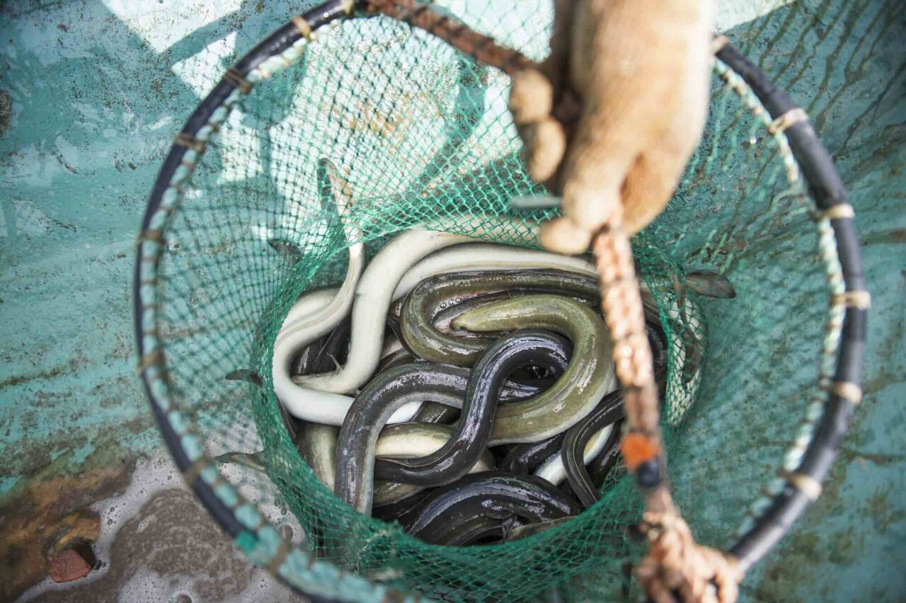 The Swedish government opens up to more eel fishing