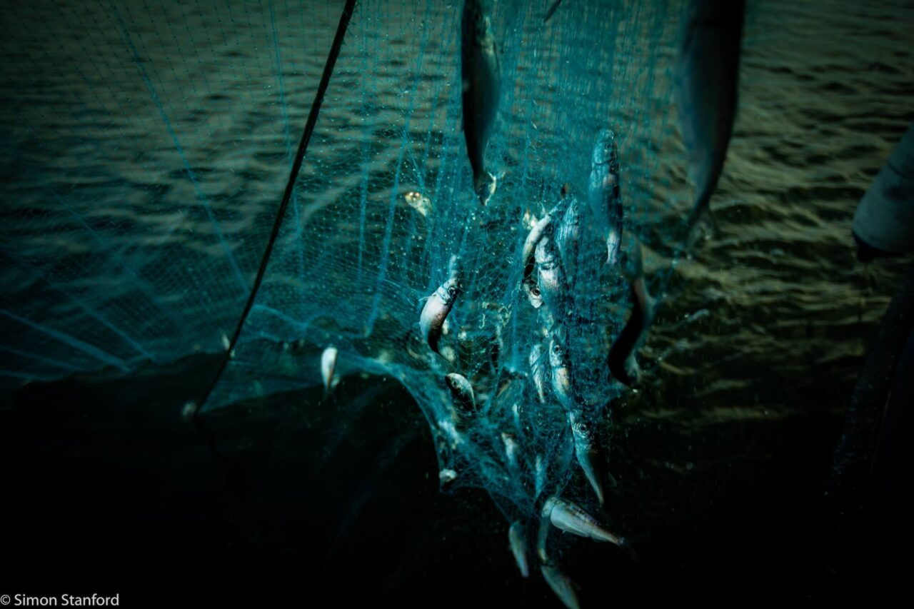 KRÖNIKA: Kejsaren är naken – ”EUs och Sveriges fiskeripolitik är som en ond saga”