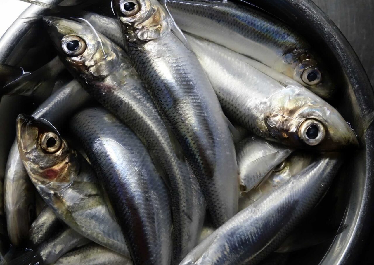 New battle over herring in the EU