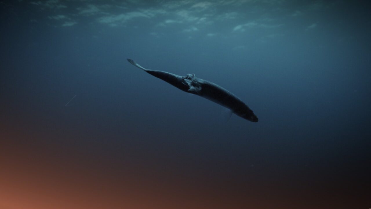 KOMMENTAR: Vill politikerna verkligen havets väl?