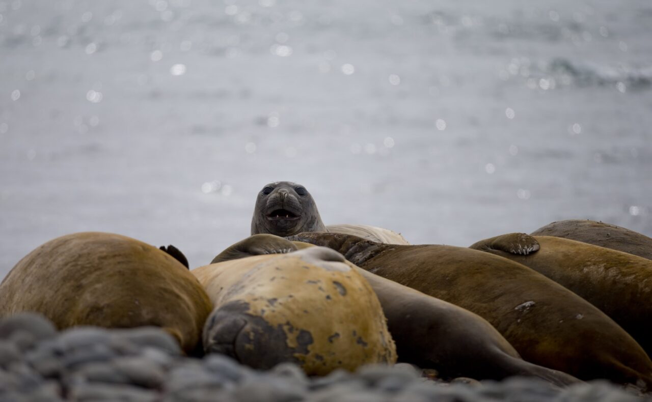 Fågelinfluensa hos sälar nära Antarktis