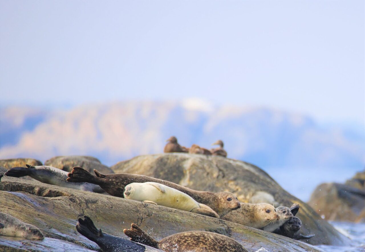 The harbor seal population is declining – due to fish scarcity