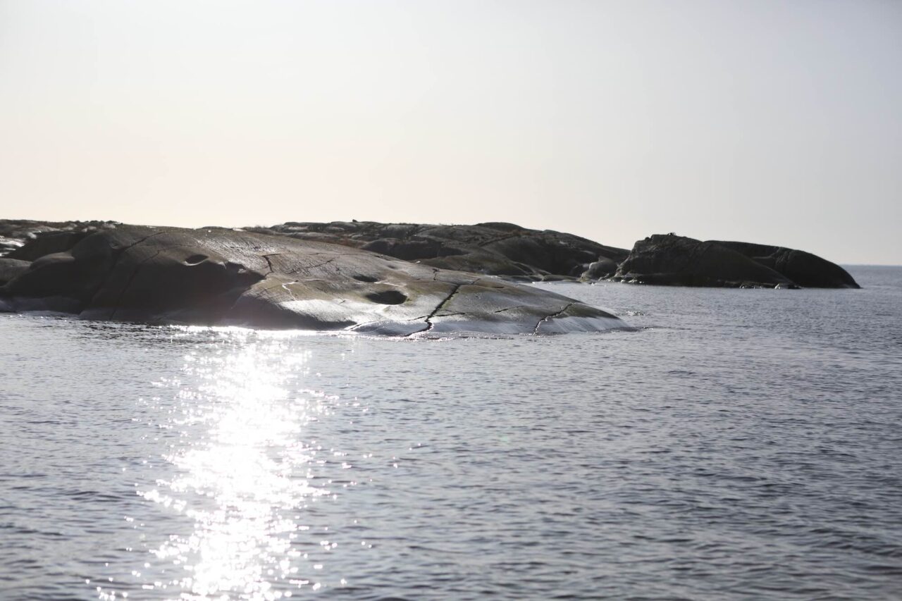 Shoot the seal – or stop industrial fishing?