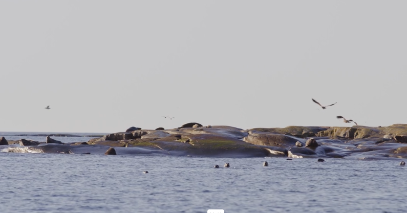 Seal mating in the Stockholm archipelago