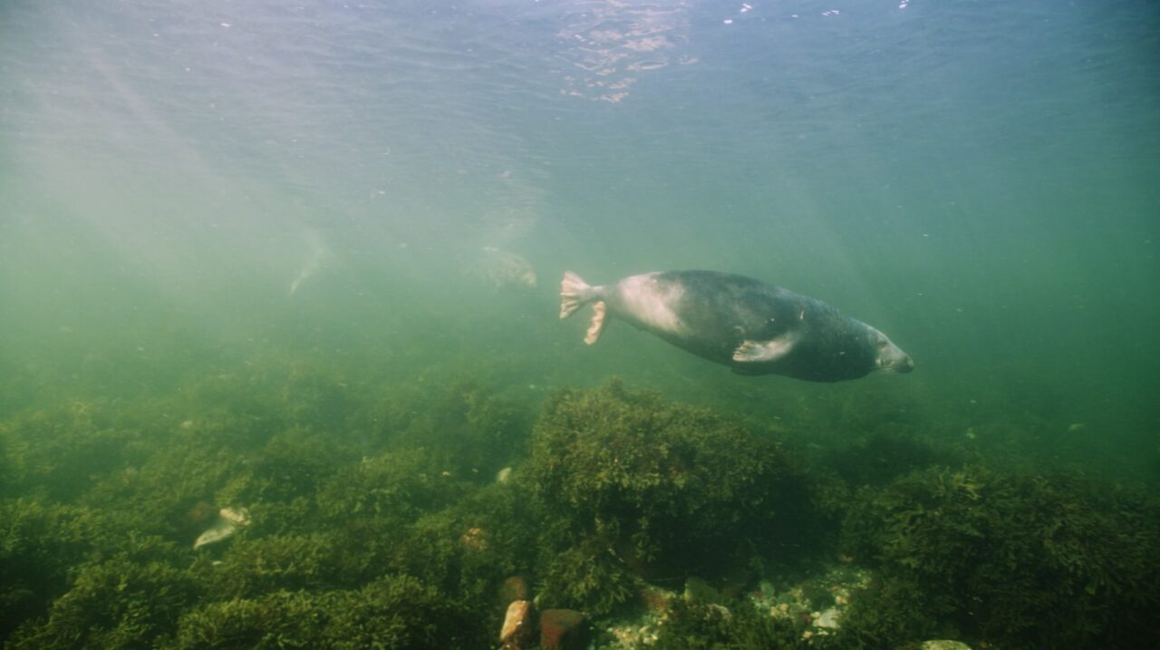 Seal hunting Part 6 – The importance of the seal in the sea