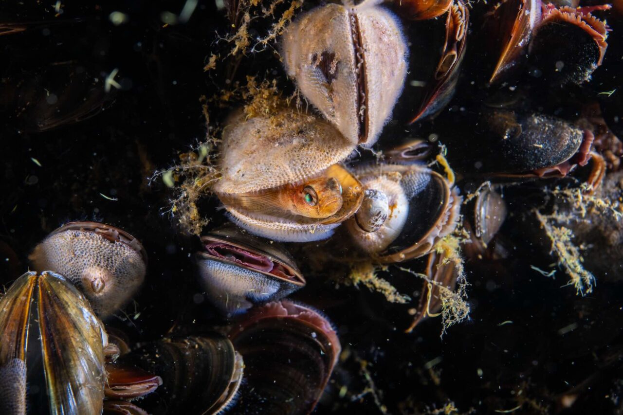 Östersjön – unikt och känsligt hav