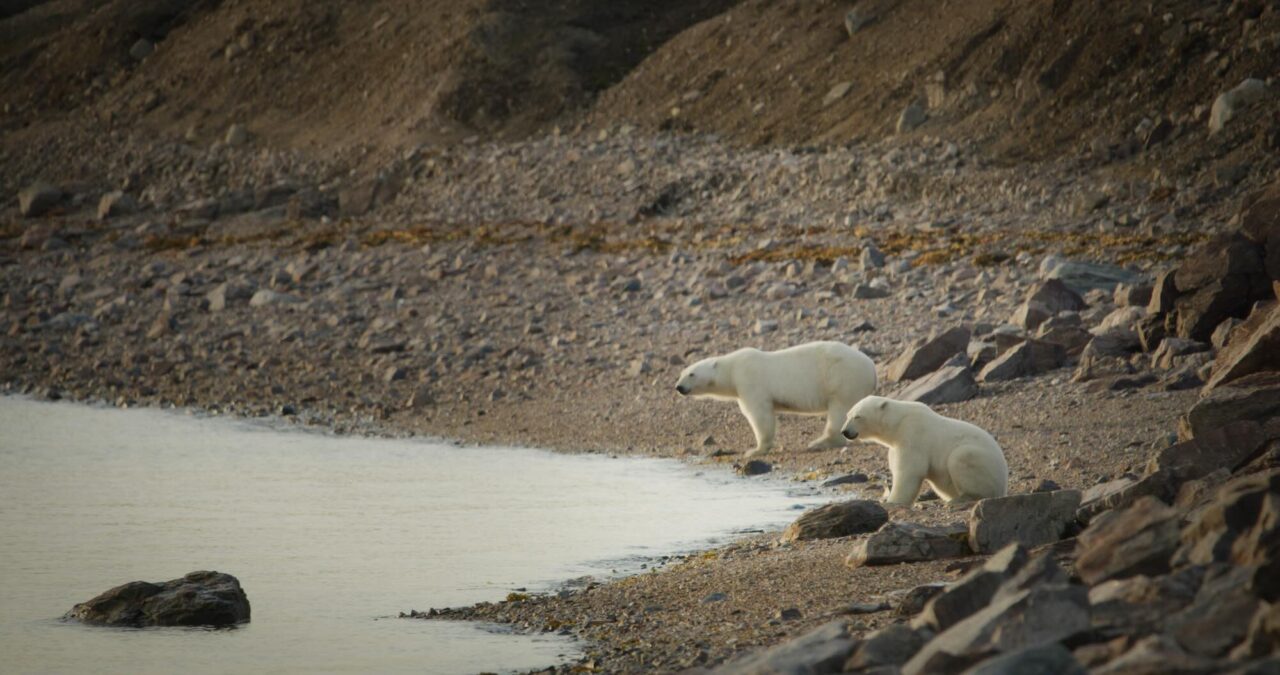 Polar bears are at risk of starving to death as the climate warms
