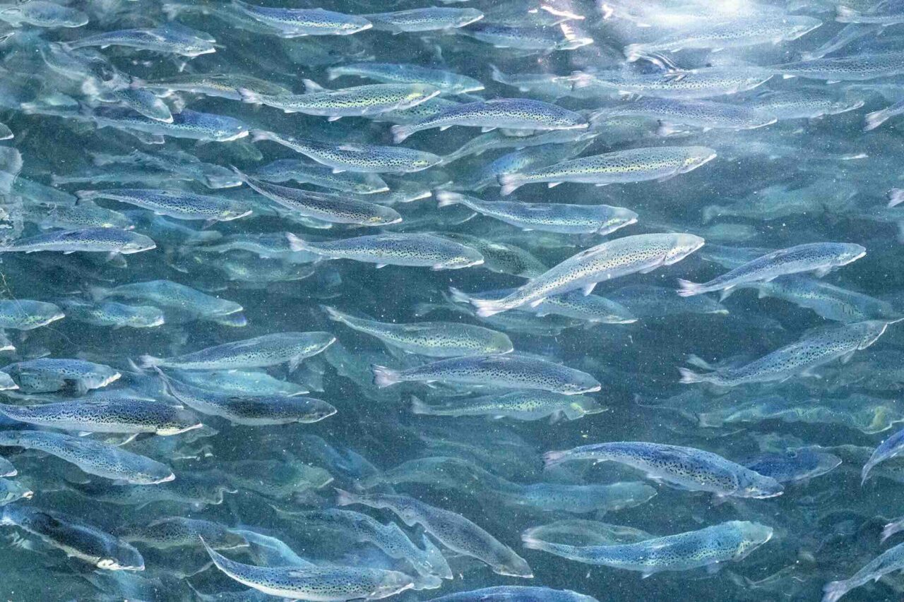 Fish rots alive – Worry about mysterious salmon disease in Norway