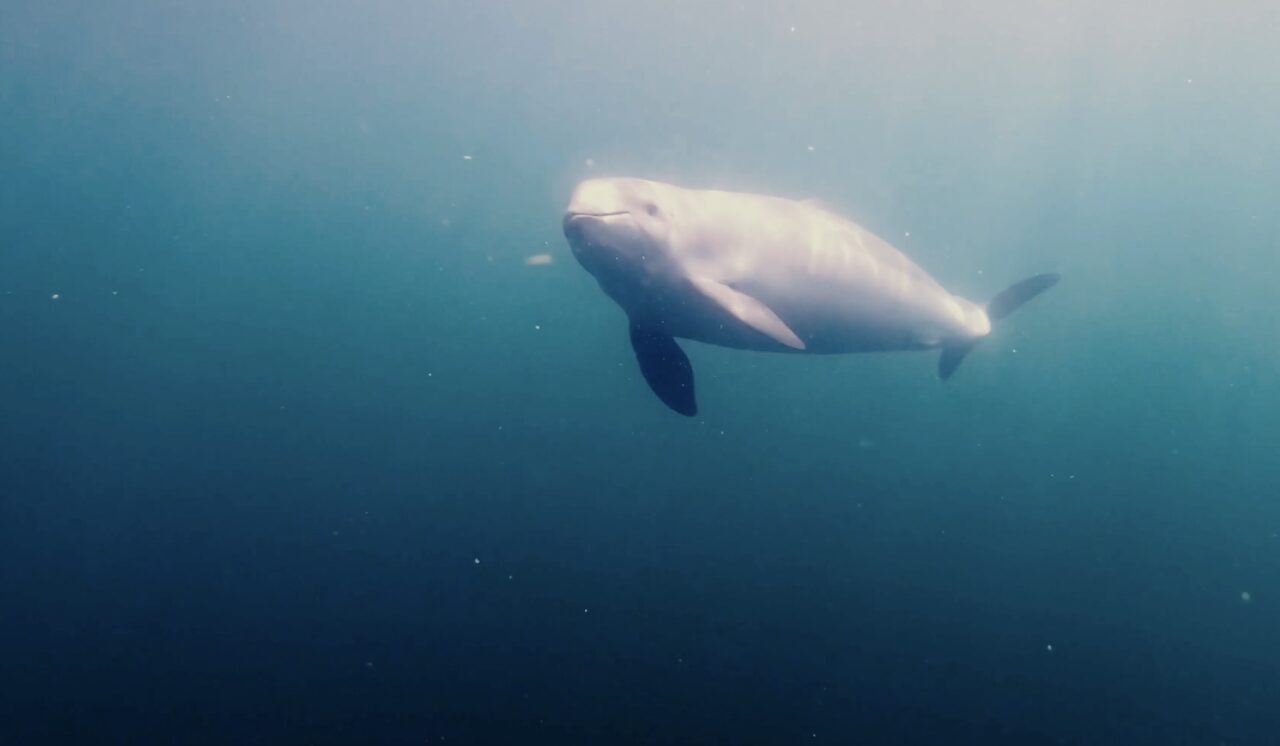 Seal hunting part 8 – Why do we shoot seal and not porpoises?