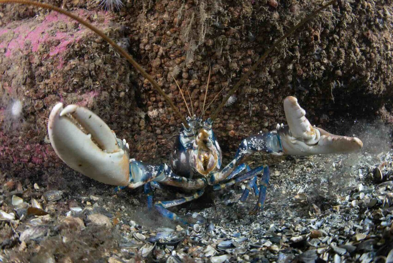 Lobster fishing threatened