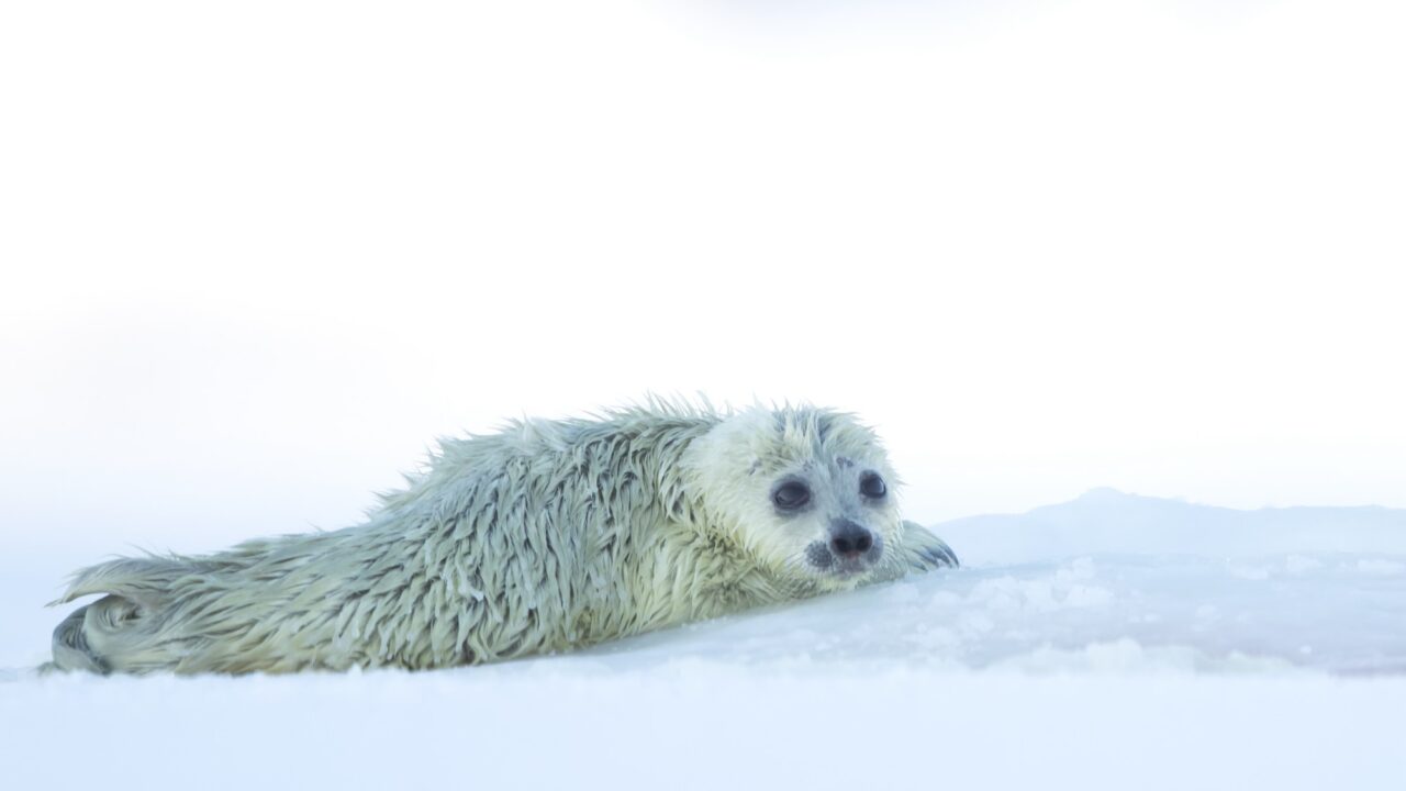Plastic caves will save seal pups in the Baltic Sea