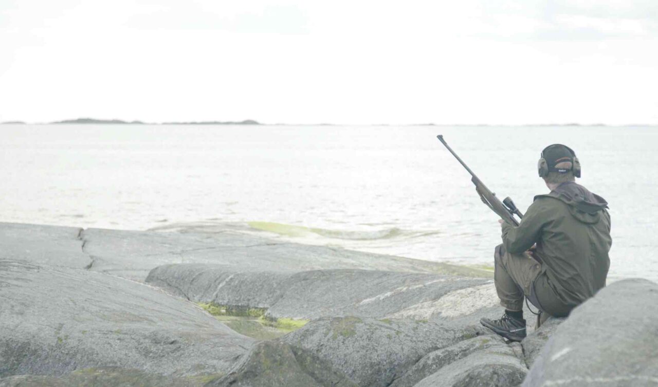 Gråsälen hotad av licensjakten – visar ny forskning