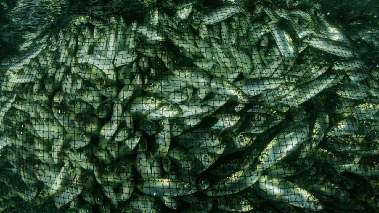 Scientific Advisory Body Recommend More than Doubled Fishing Quotas in the Baltic