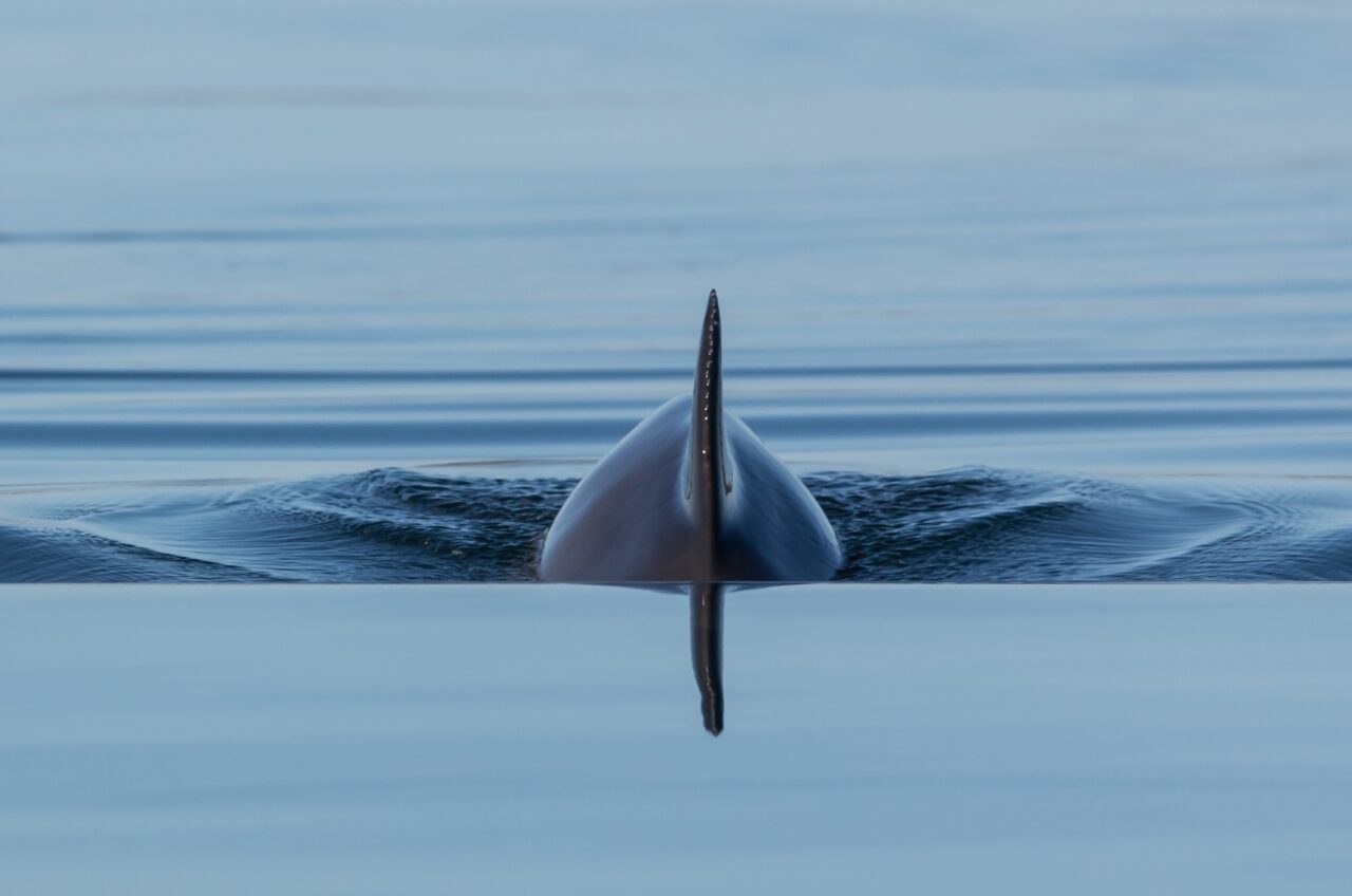 Hundratals tumlare fastnar i fiskenät