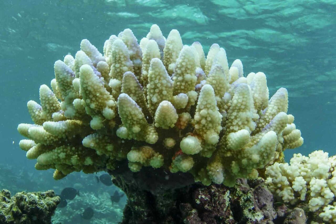 Coral Bleaching is Spreading Around the World