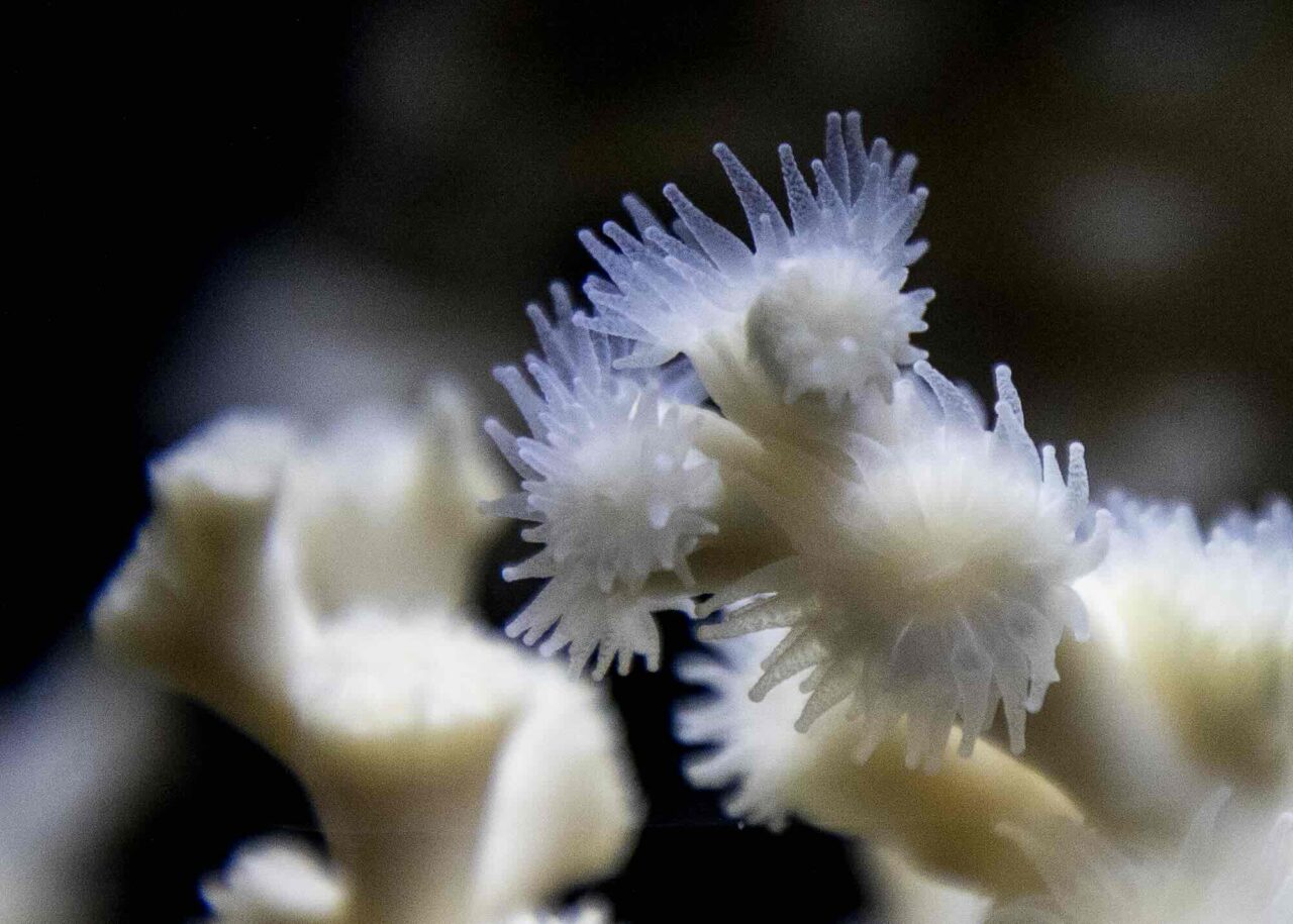 Korallexpert: De är tuffa och kommer förvåna oss