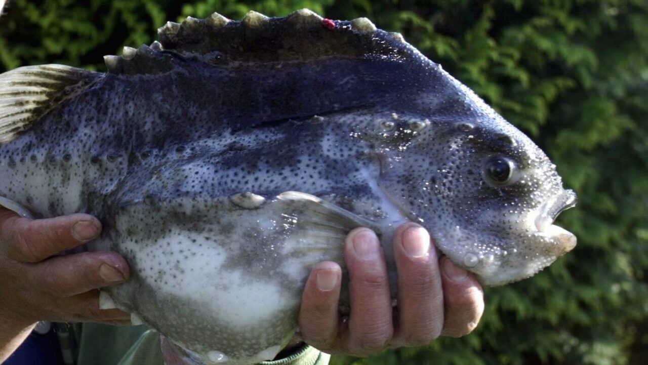 Stenbiten kan snart vara borta