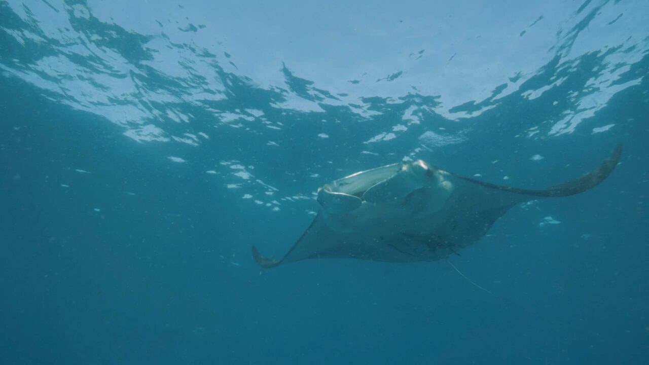 Mantas Have Big Brains – But are They Intelligent?