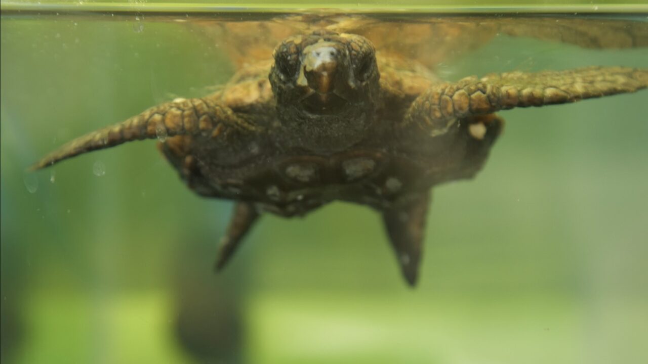Turtle Rehab