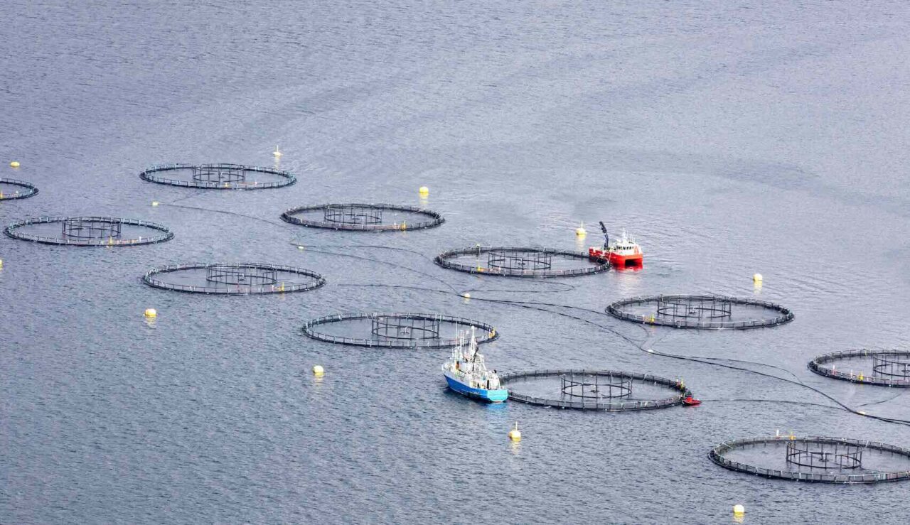 Norwegian exports plummet as salmon exports loses billions