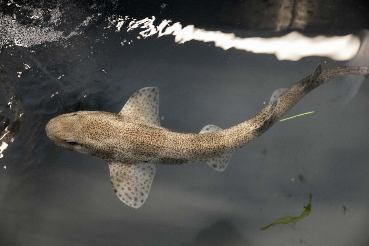 Warmer Seas Kills Sharks’ Eggs