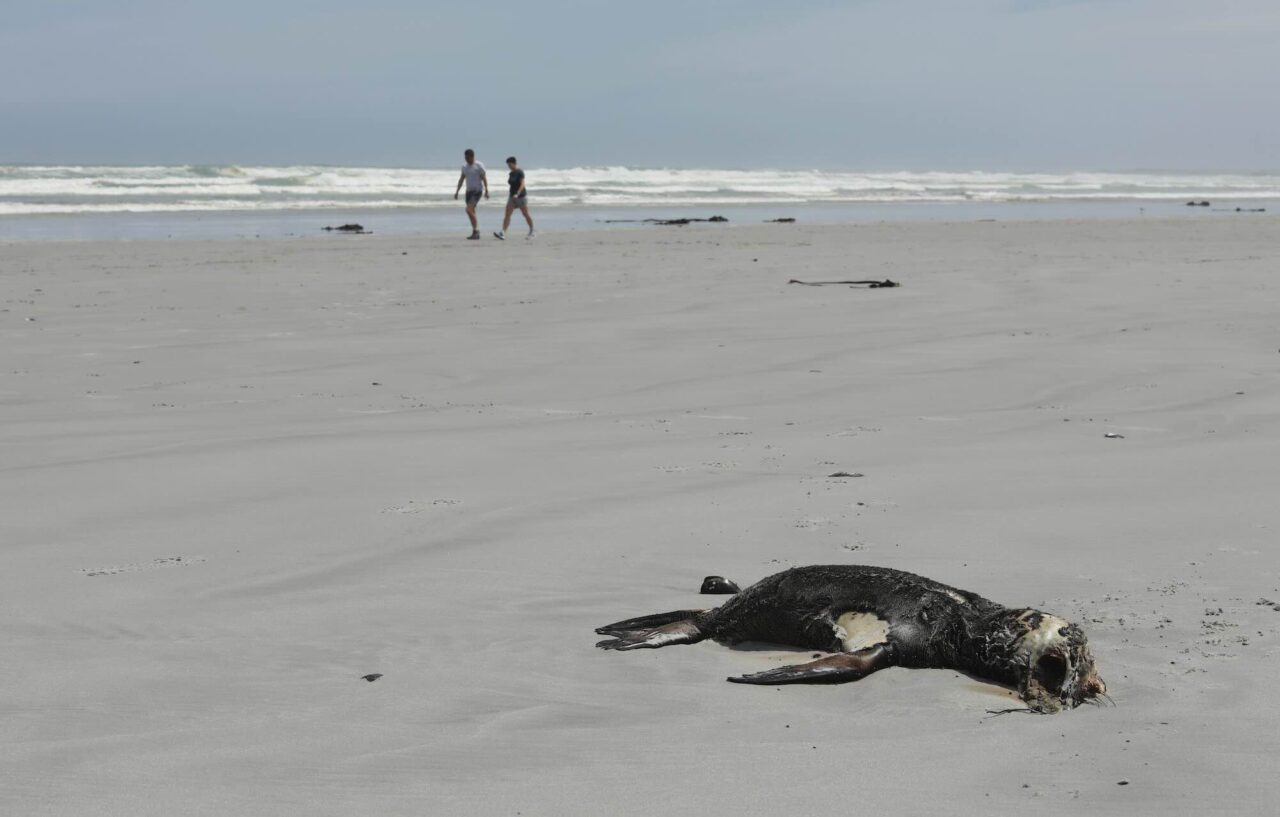 Rabid Seals Strike Fear in South Africa
