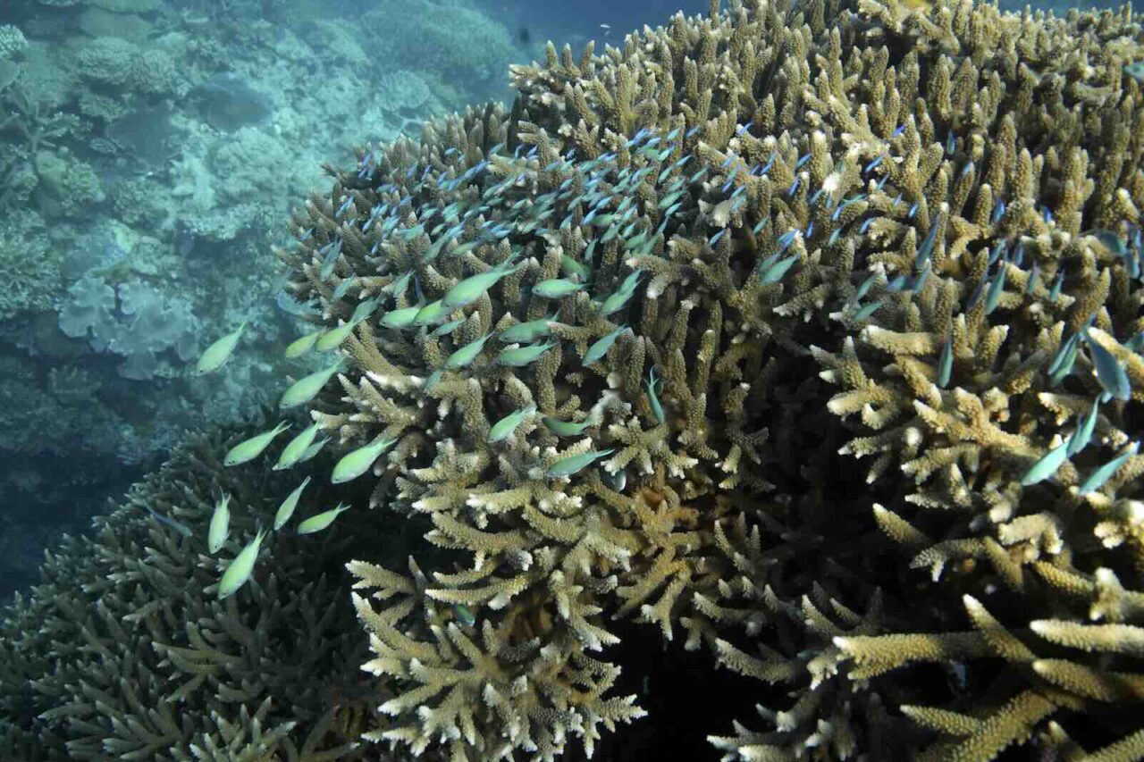 Great Barrier Reef Experiences Record Temperatures