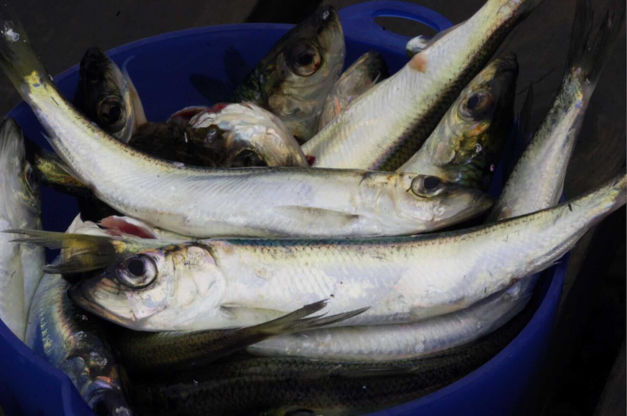 Går till domstol för att stoppa strömmingsfisket