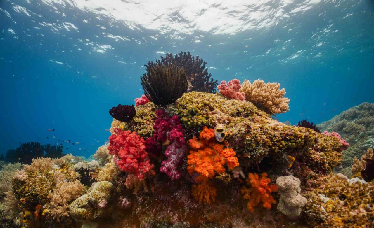 Debt Write-Off to Save Coral Reefs in Indonesia