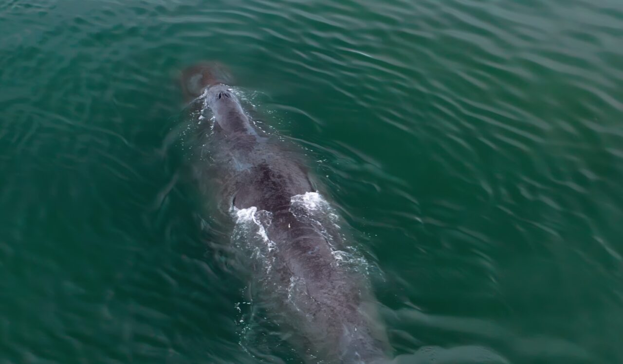 Whales dive in Synchronization miles apart