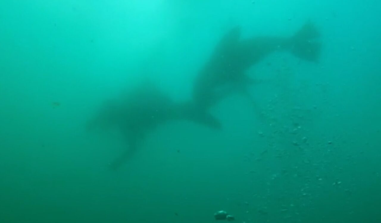 Rabies Among Cape Fur Seals off Cape Town