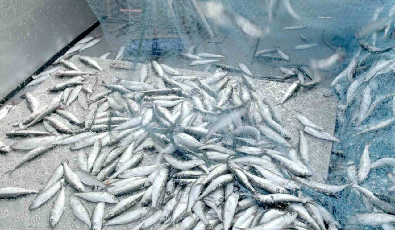 KRÖNIKA: ”Fiskepolitiken – ett katastrofalt misslyckande”