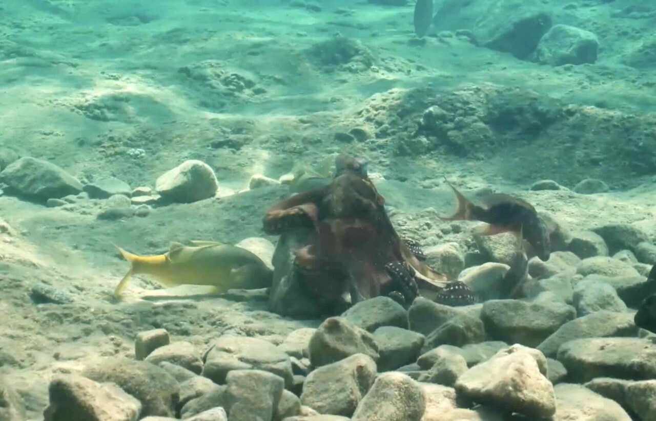 Octopus and Fish Hunt Together
