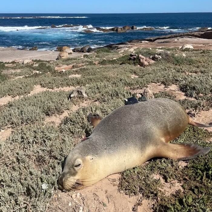 Sea lions with Cameras Map Unexplored Seabeds