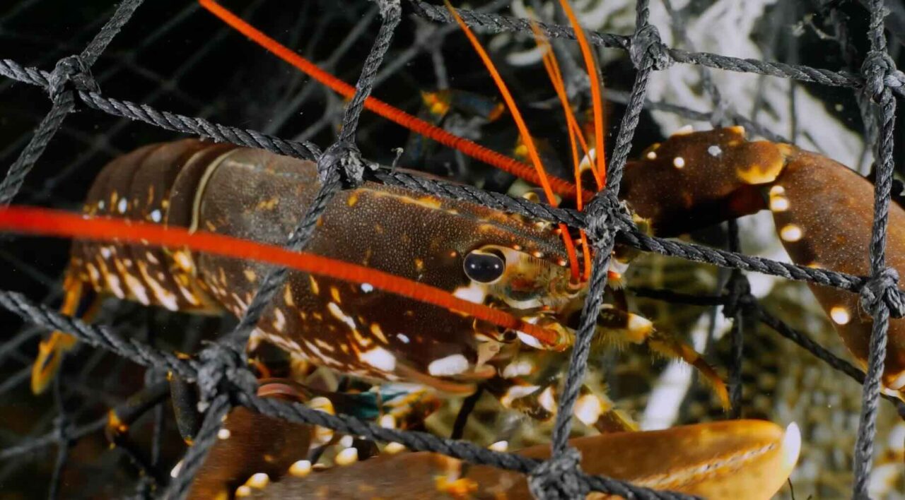 Lobster Fishing in Sweden – a Complicated Story