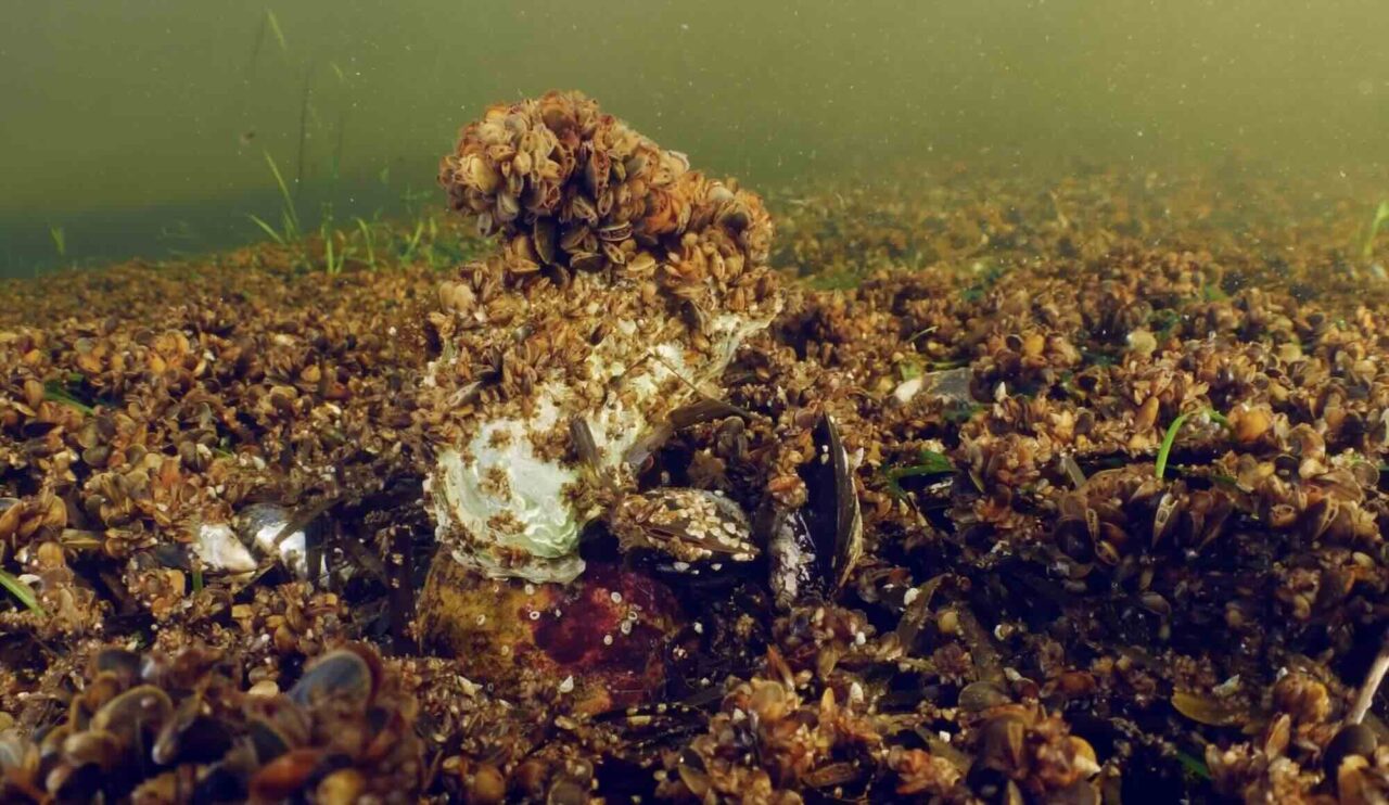 Explosionsartad tillväxt av blåmusslor