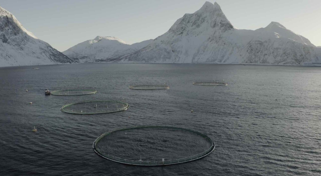 Wild-Caught Fish More Sustainable than Farmed – New Report Shows