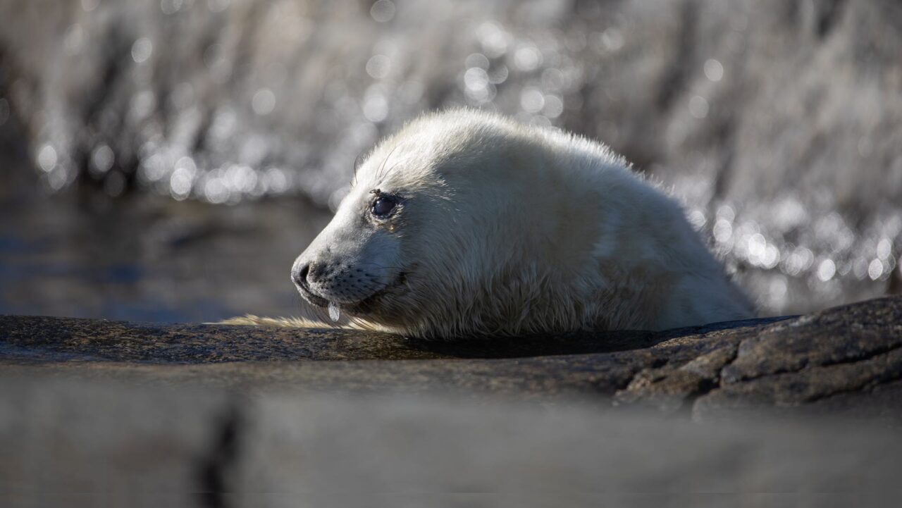 Hur mår sälen? Ny rapport från Havs- och vattenmyndigheten