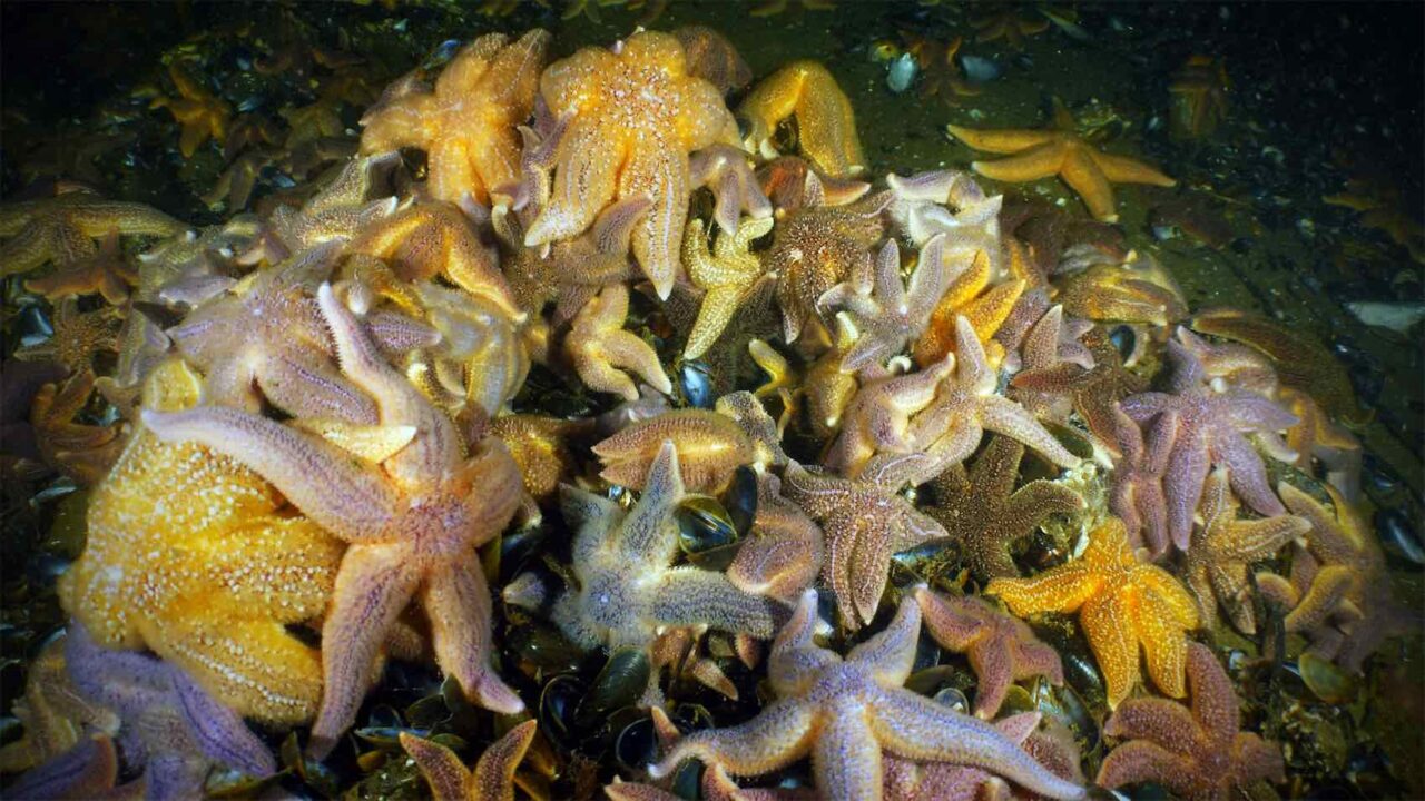 Starfish invade the mussel beds on the west coast of Sweden