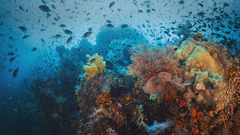 Rewilding Raja Ampat – Bringing Back Nature