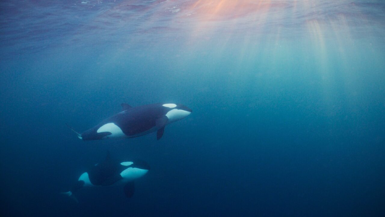 Orcas’ new migration pattern poses a risk