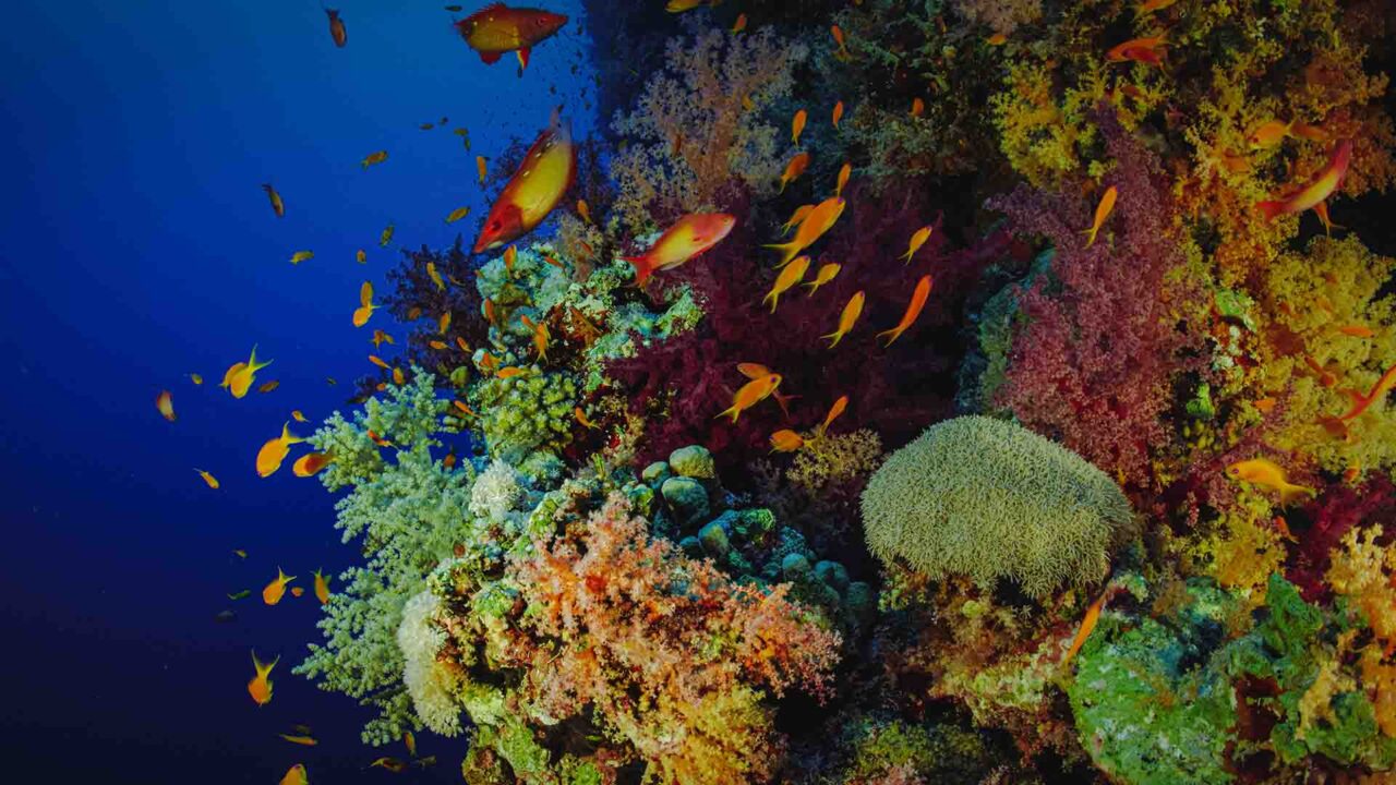 Fem framsteg för havet – som du kan ha missat