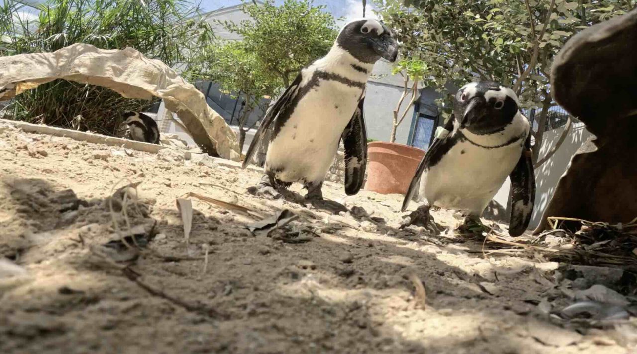 Can the African Penguin be Saved from Extinction?