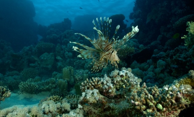 Teaching Sharks to Eat Invasive Fish – is it Ethical?