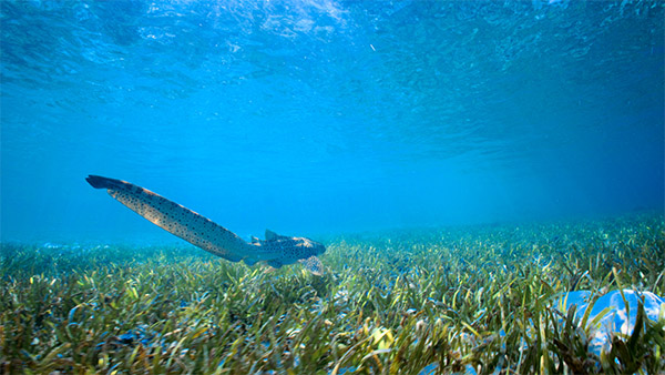 Saving the Leopard Shark