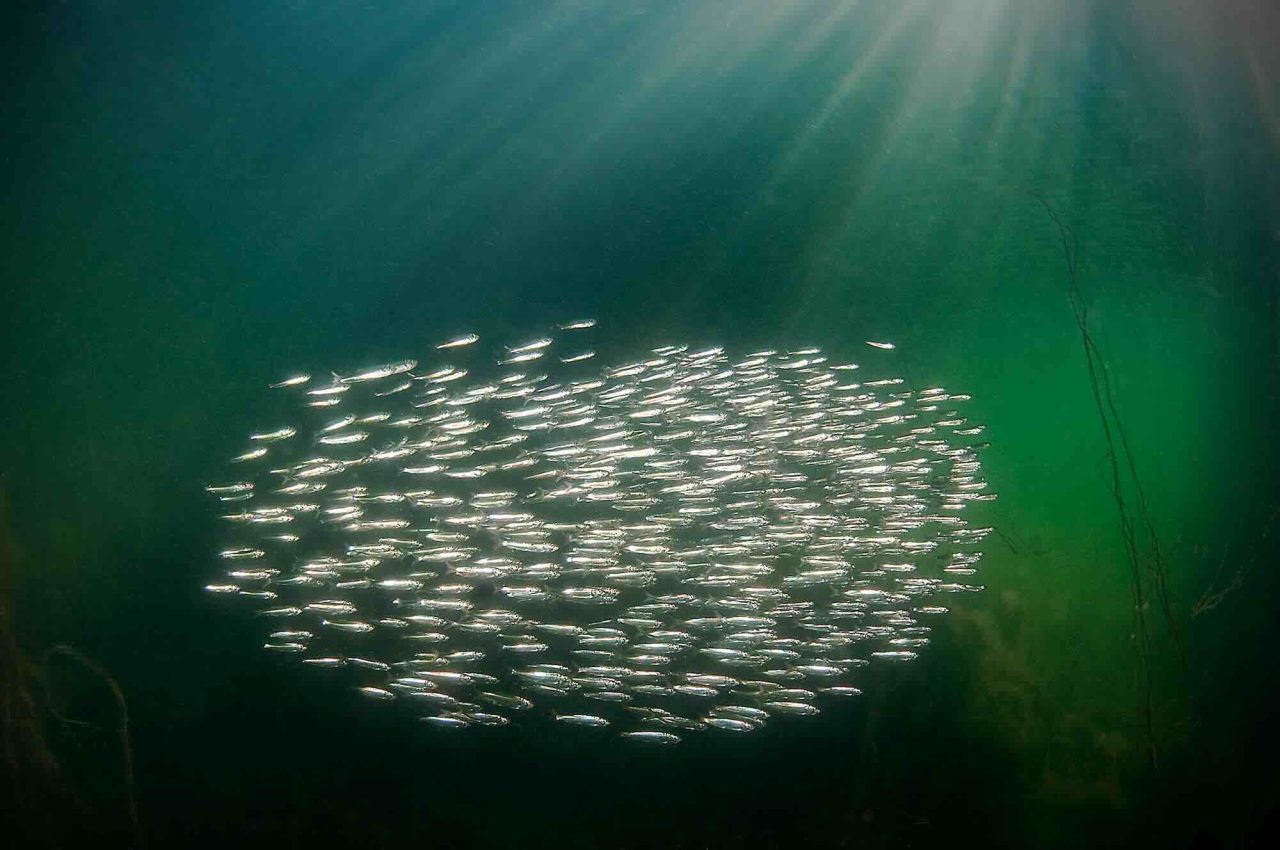 Marine Ecologist Critical of the Swedish Trawl Ban as a Project